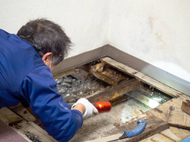 Best Best Mold Removal Companies  in Waxahachie, TX