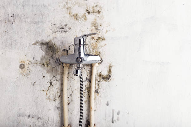 Mold Removal and Inspection in Waxahachie, TX