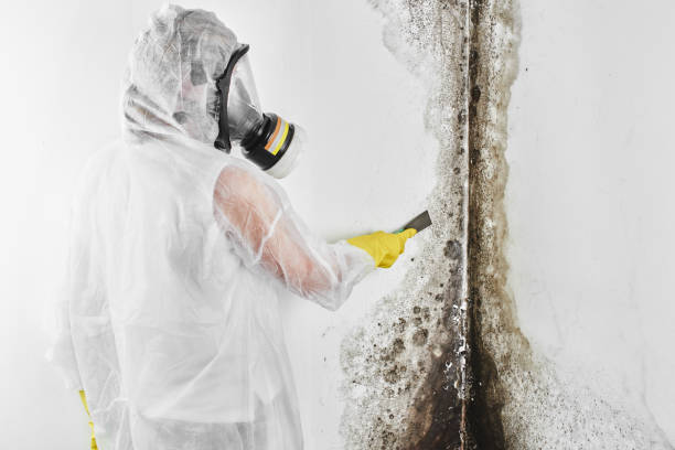 Waxahachie, TX Mold Removal Company