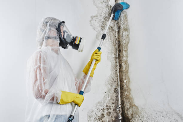 Best Black Mold Removal  in Waxahachie, TX