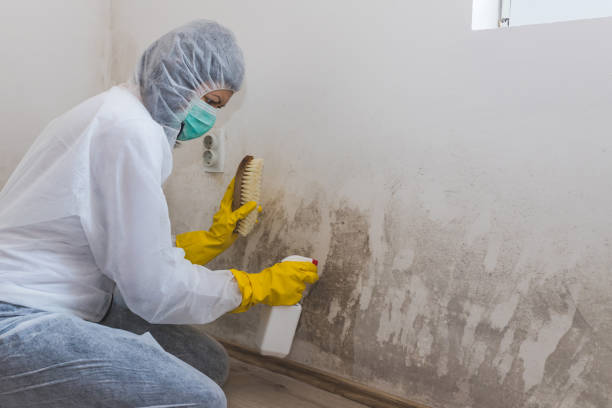 Mold Removal Process in Waxahachie, TX
