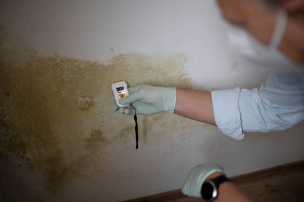 Best Professional Mold Removal  in Waxahachie, TX