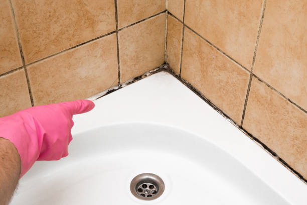 Best Mold Removal Near Me  in Waxahachie, TX